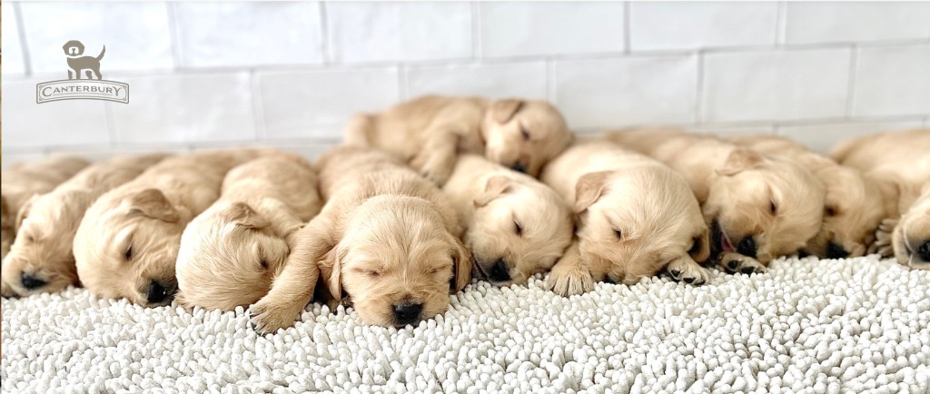 Canterbury Canines English Cream Goldendoodle