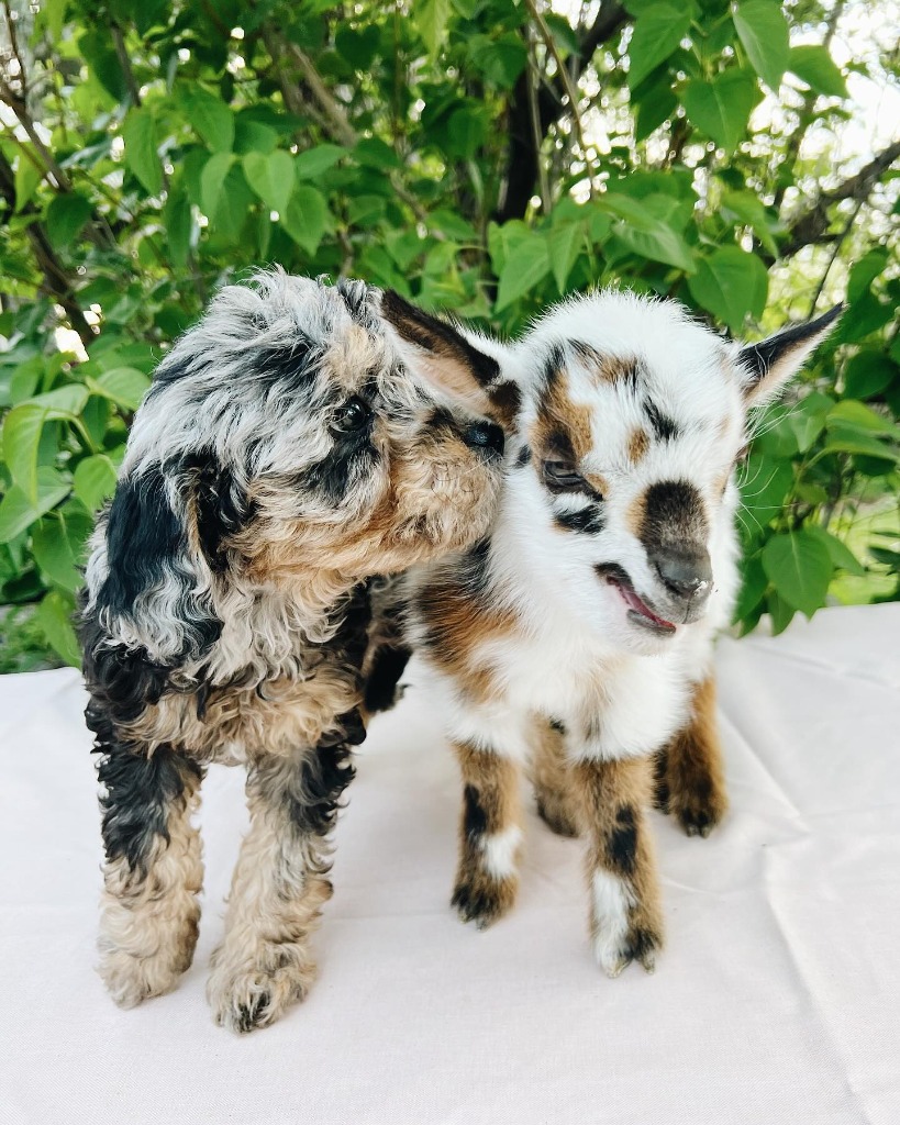 English Cream Goldendoodle Puppy with Goat in Eagle Mountain