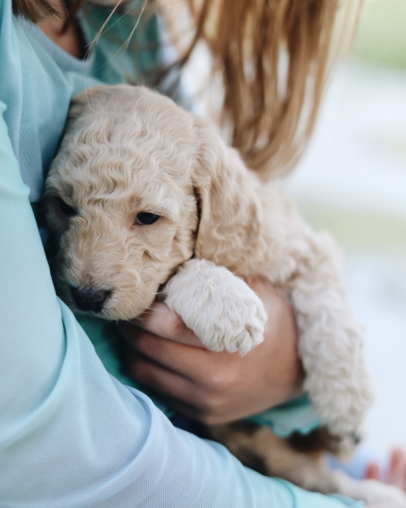 Family holding an English Cream Goldendoodle Puppy