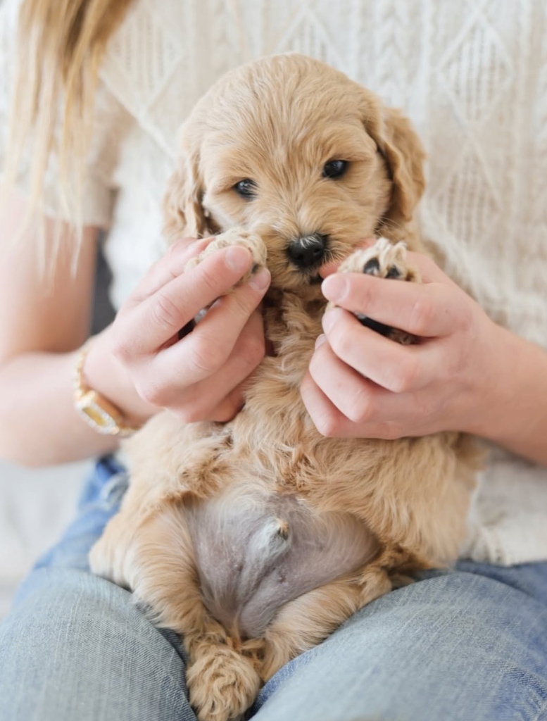 English Cream Goldendoodle puppy getting a tummy rub