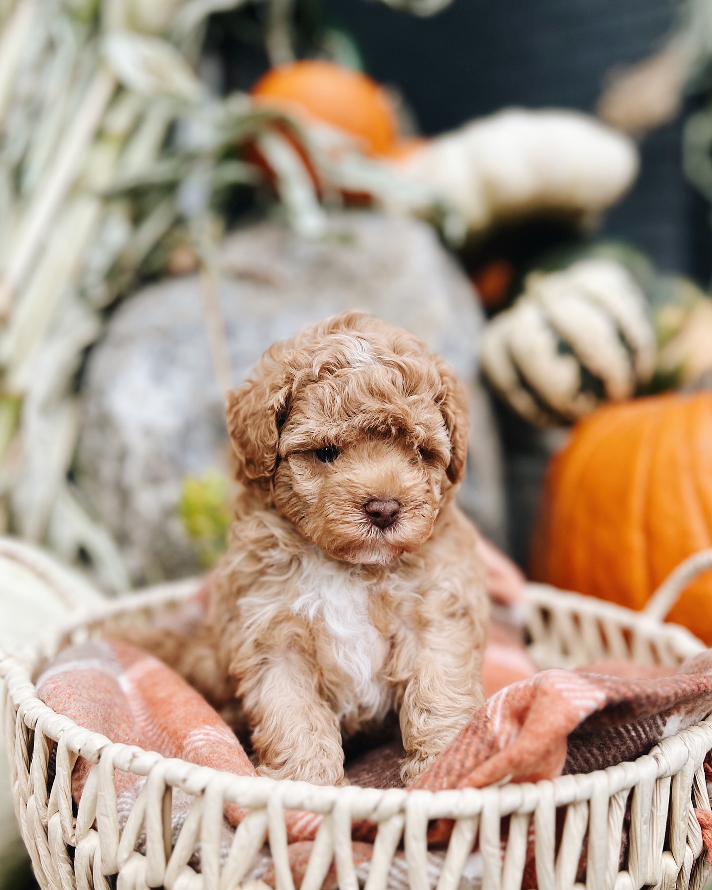 Canterbury Canines Breeding Standards