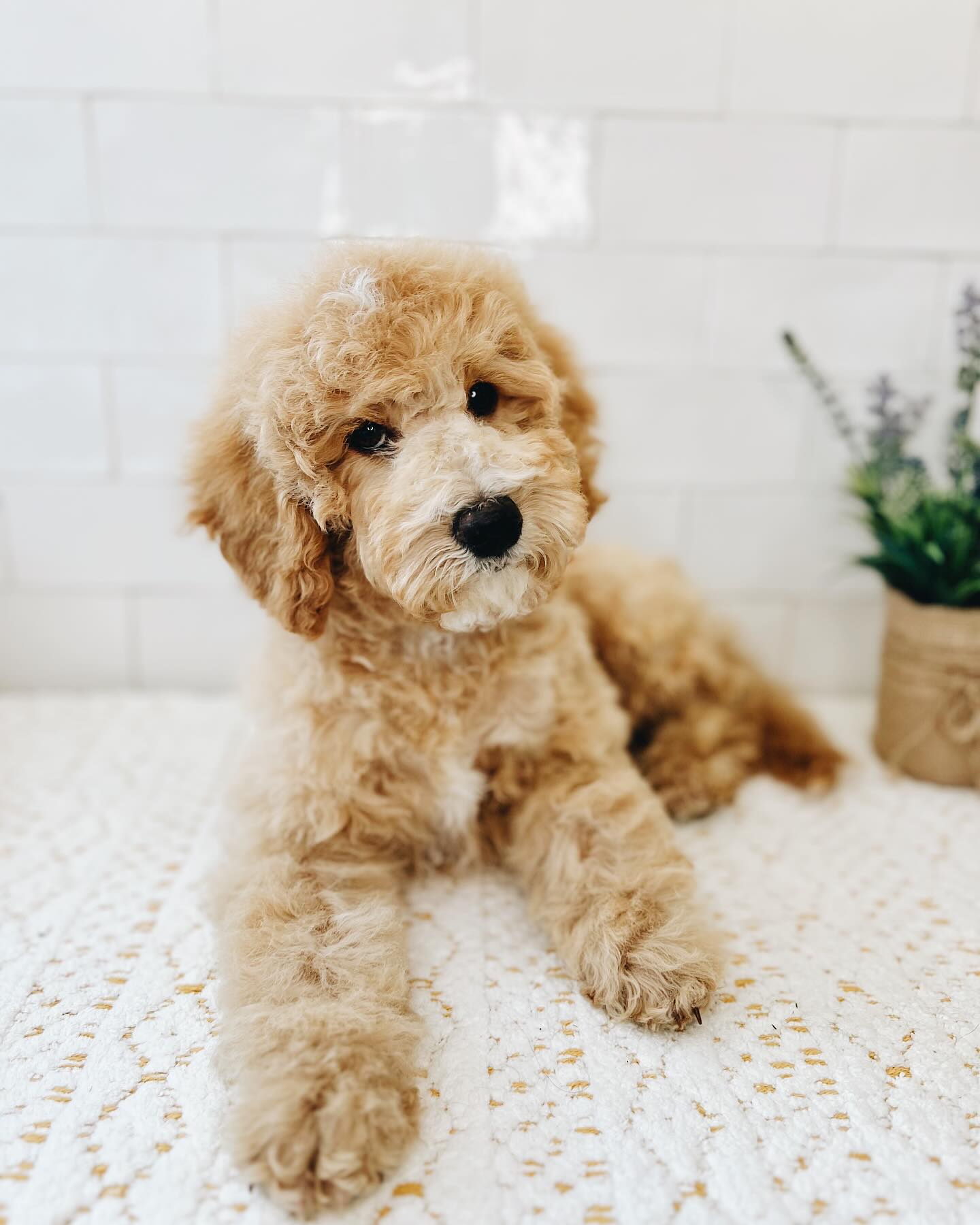 English Cream Goldendoodle Facts