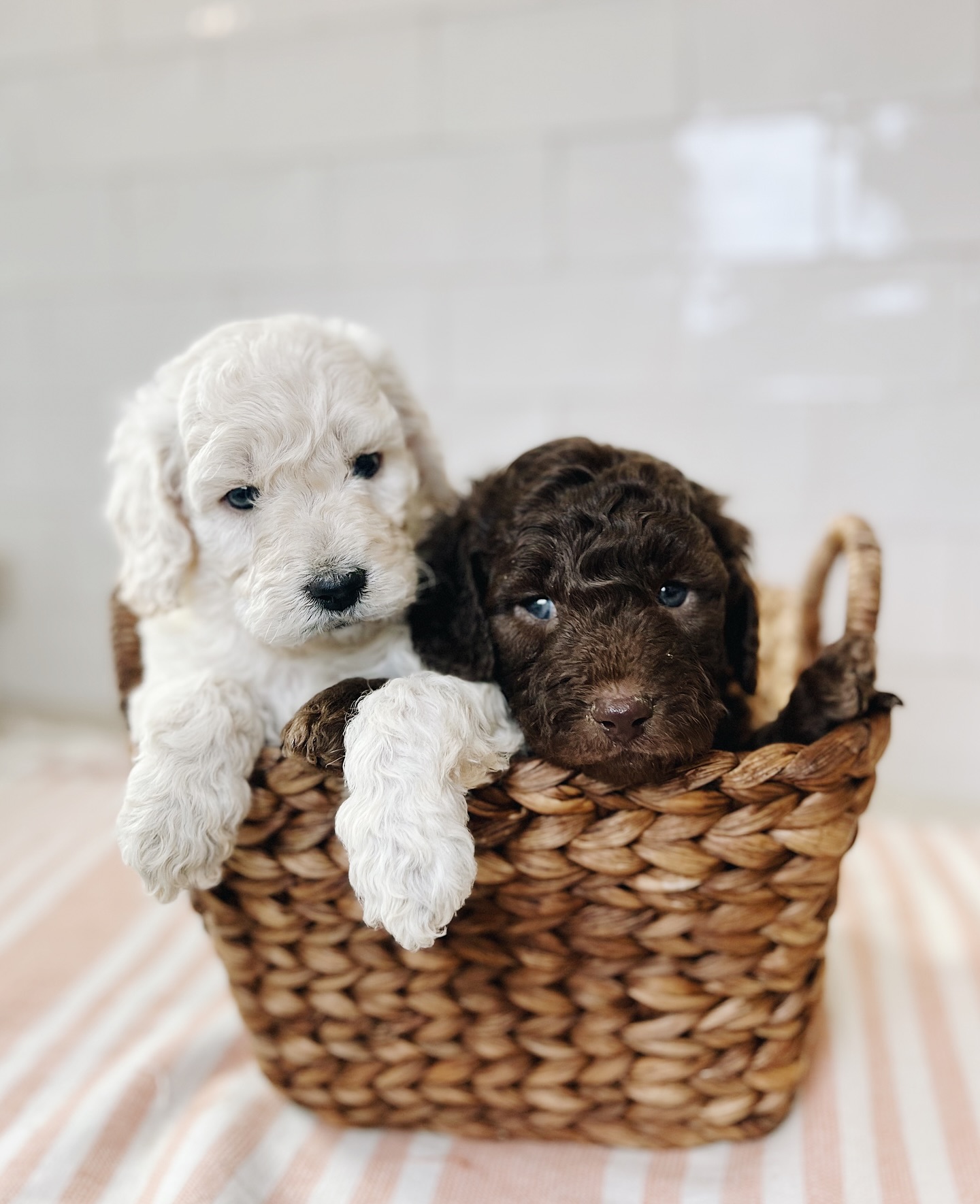 Preparing for a new puppy